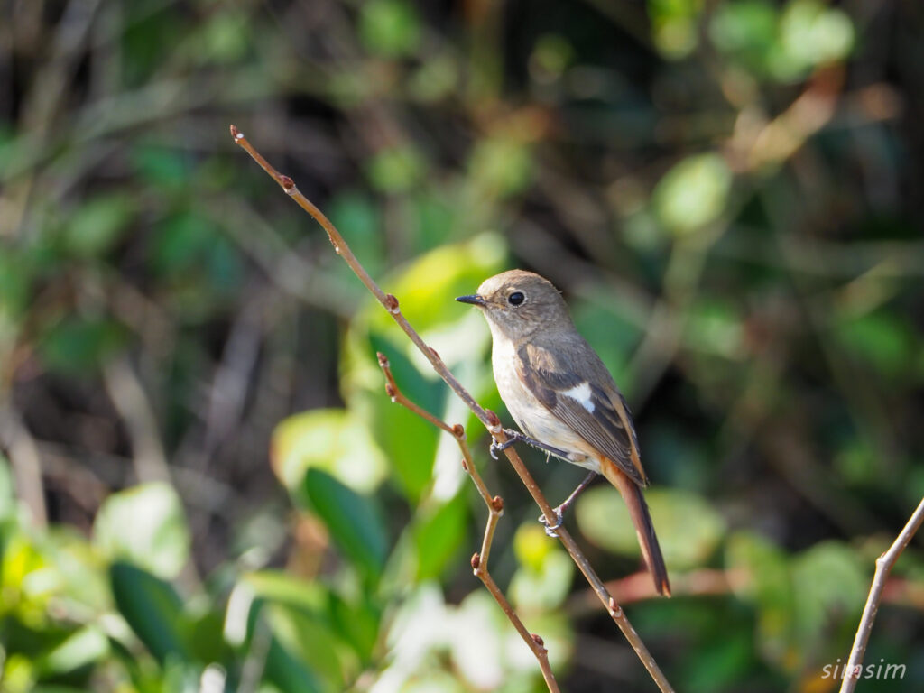 初島ジョウビタキ