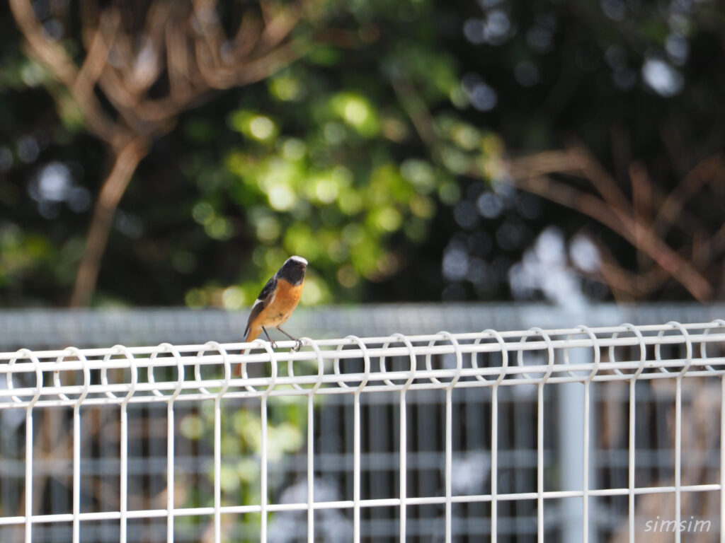 初島ジョウビタキ