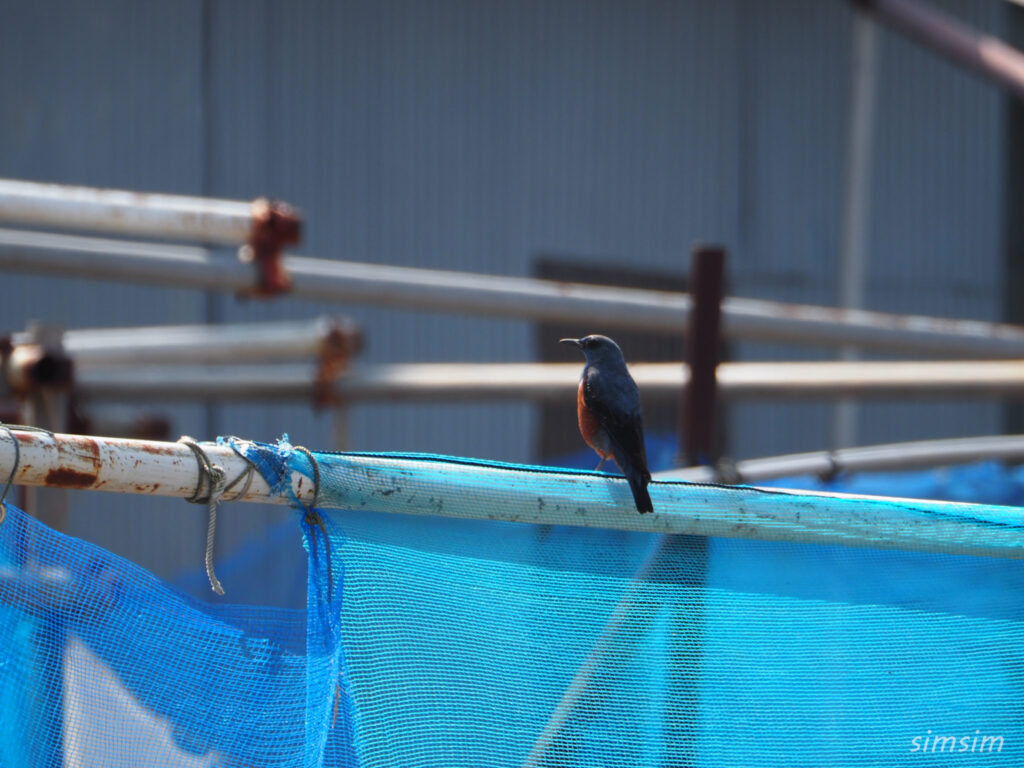 初島イソヒヨドリ