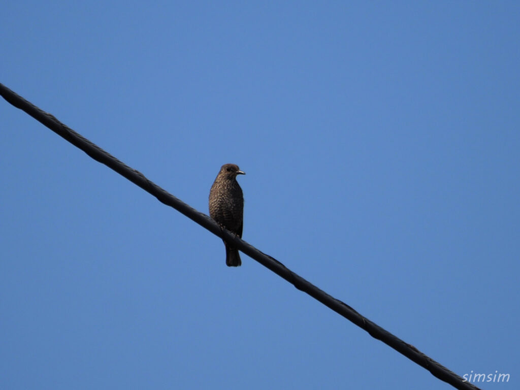 初島イソヒヨドリ