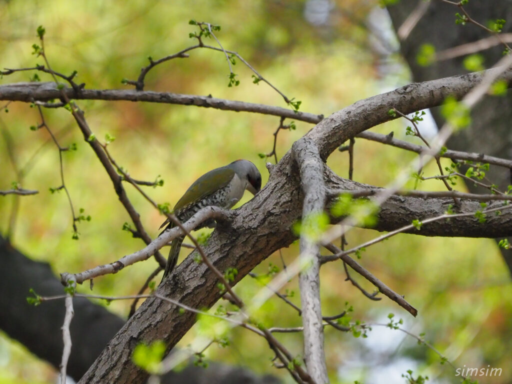 近所のアオゲラ