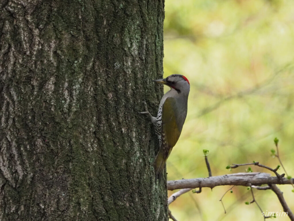 近所のアオゲラ