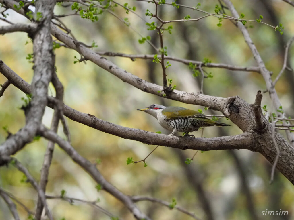 近所のアオゲラ