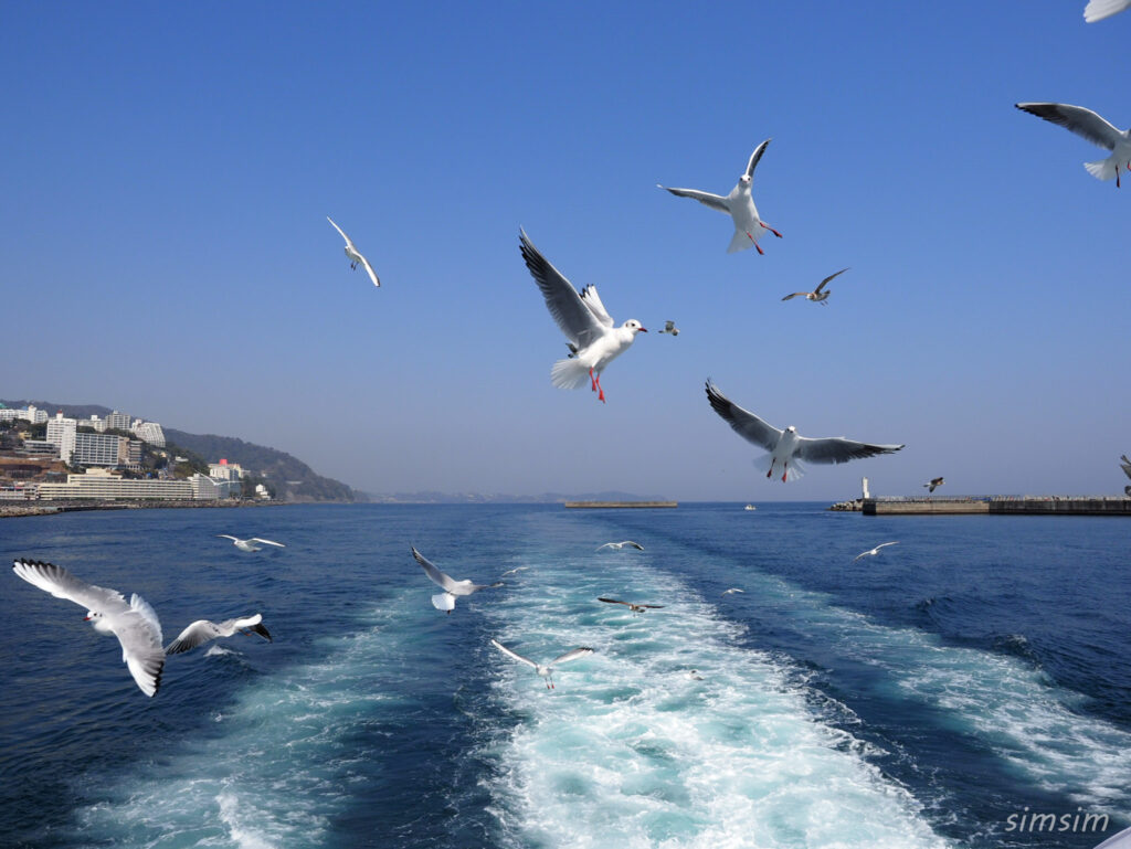 初島ユリカモメ