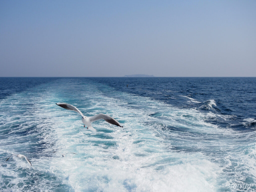 初島ユリカモメ