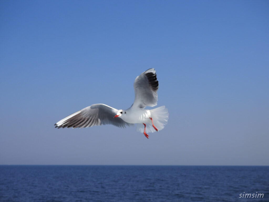 初島ユリカモメ