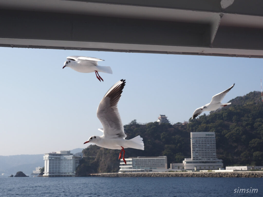 初島ユリカモメ