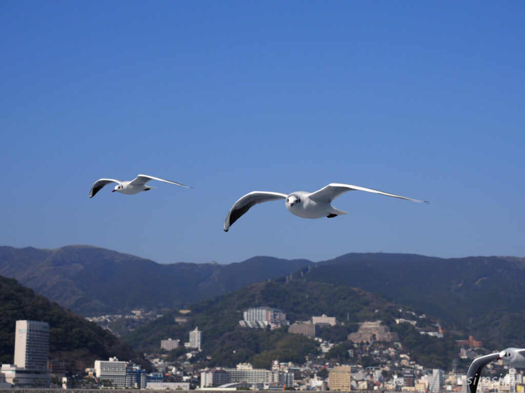 初島ユリカモメ