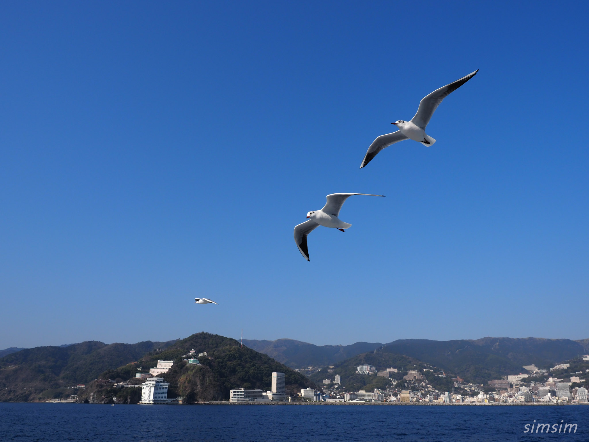 初島ユリカモメ