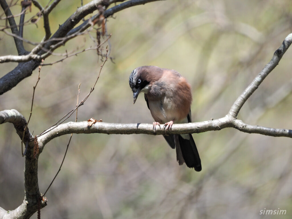 千葉の公園カケス
