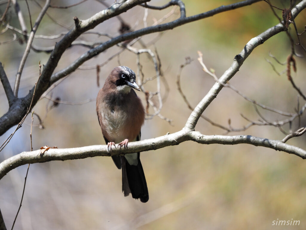 千葉の公園カケス