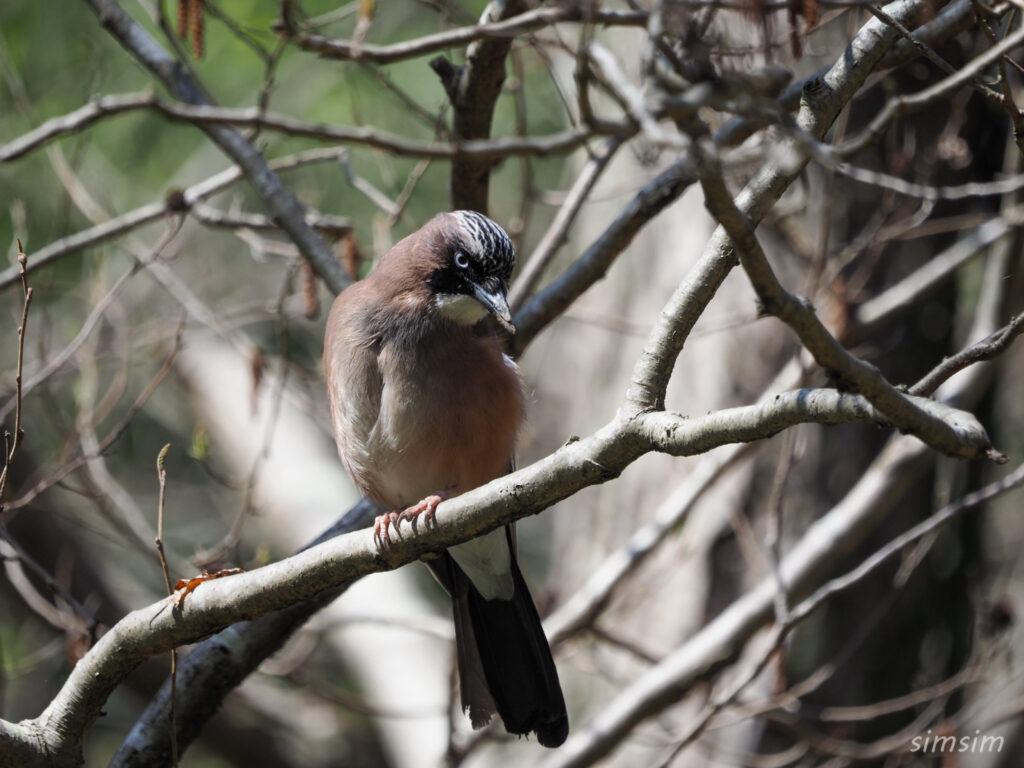 千葉の公園カケス