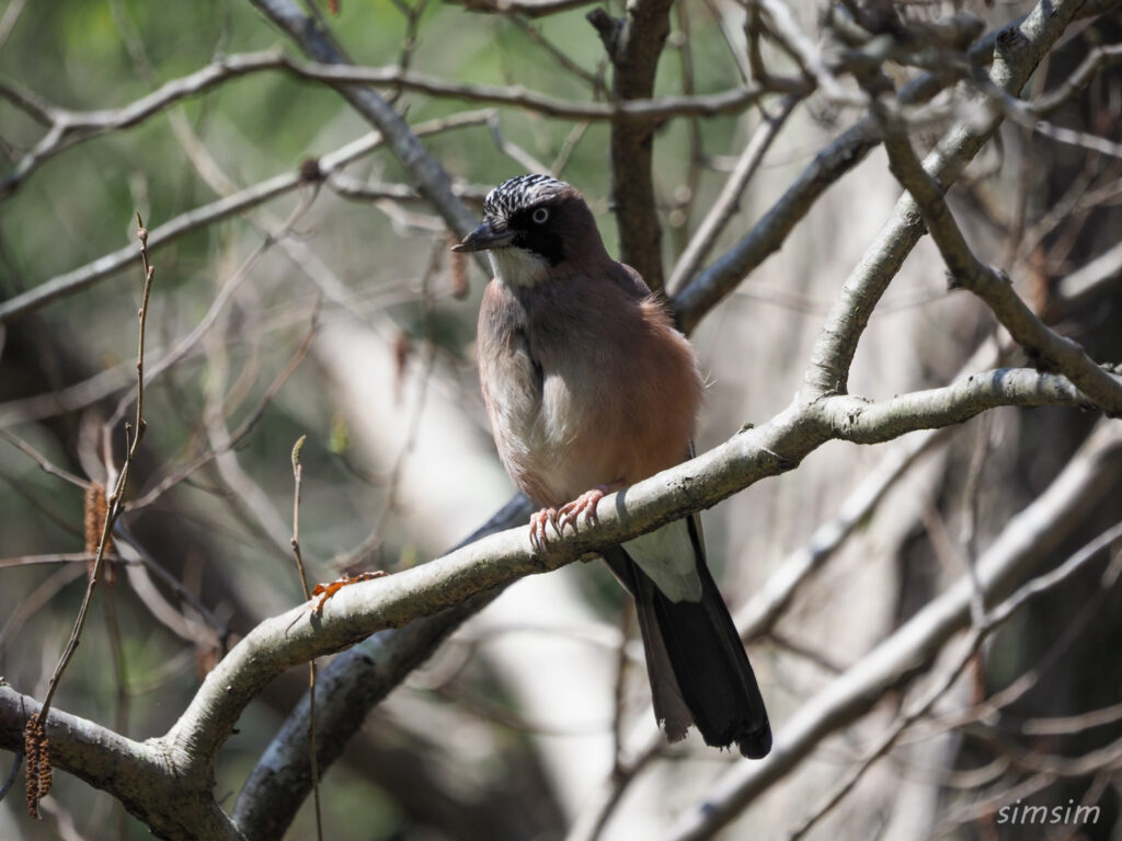 千葉の公園カケス