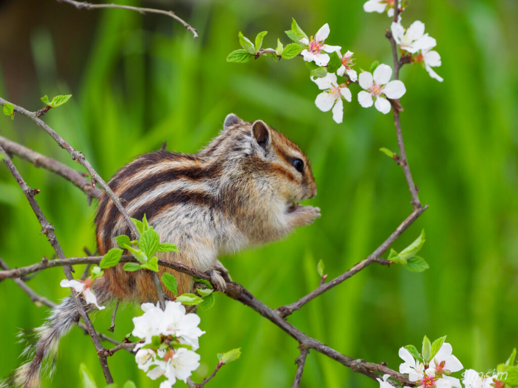 さいたま市りすの家