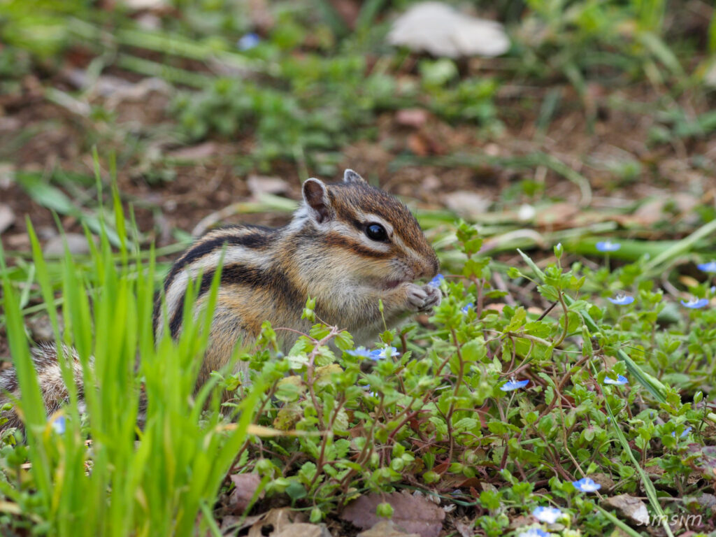 さいたま市りすの家