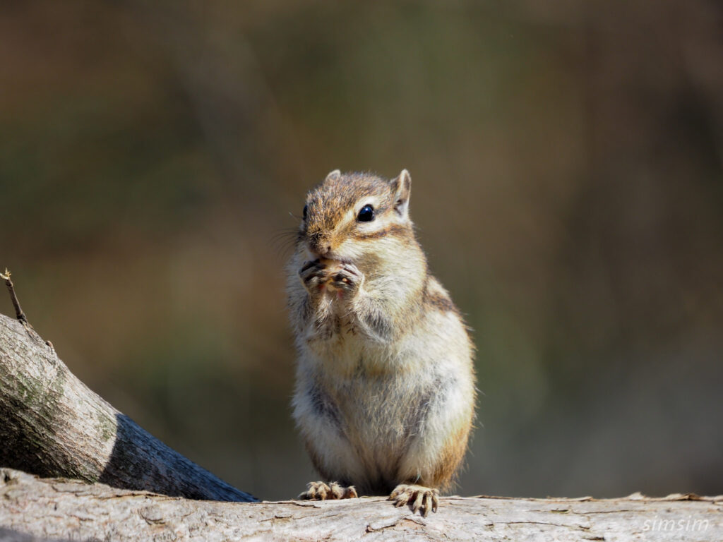 さいたま市りすの家