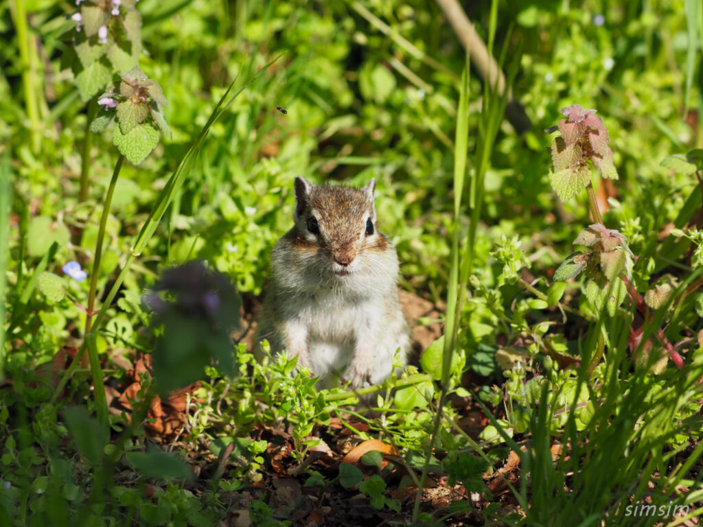 さいたま市りすの家