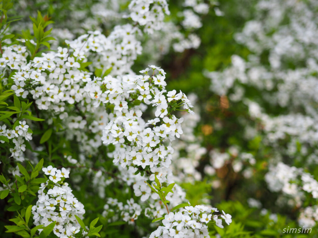 さいたま市りすの家