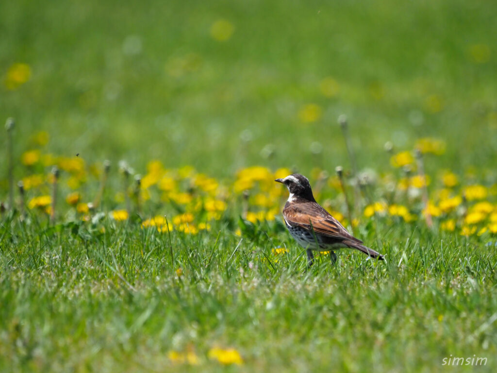 埼玉の公園ツグミ