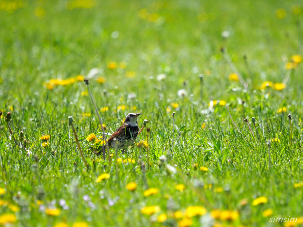 埼玉の公園ツグミ
