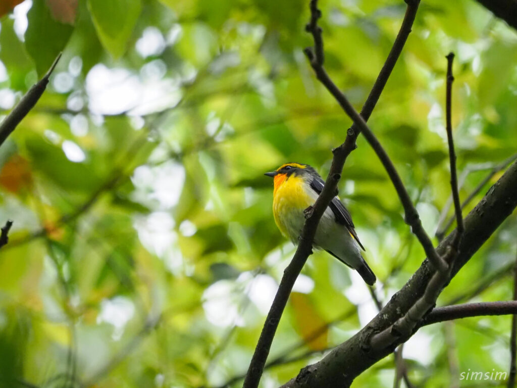 近所のキビタキ