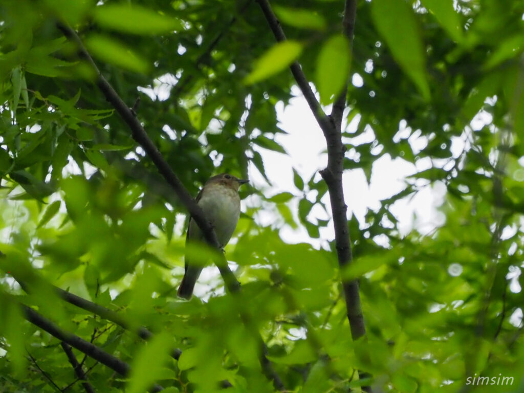 近所のキビタキ