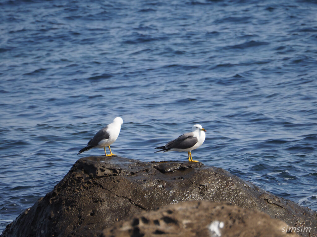 初島ウミネコ