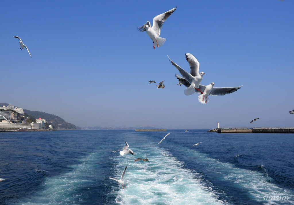 初島ユリカモメ