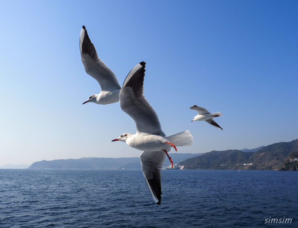 初島ユリカモメ