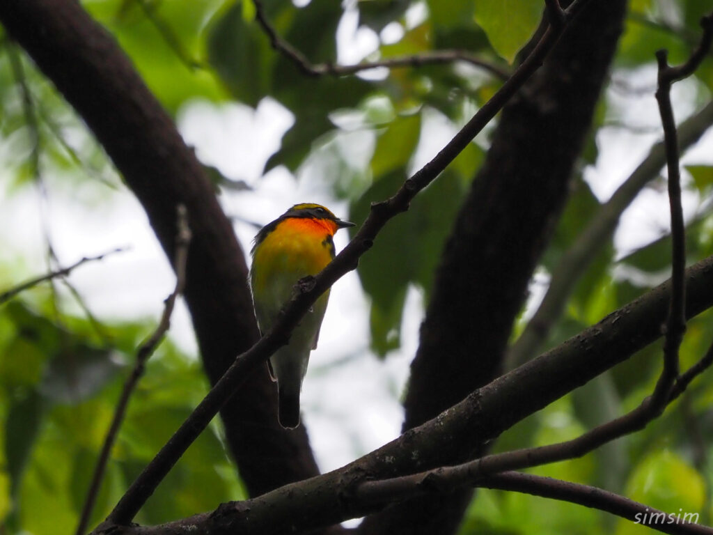 近所のキビタキ