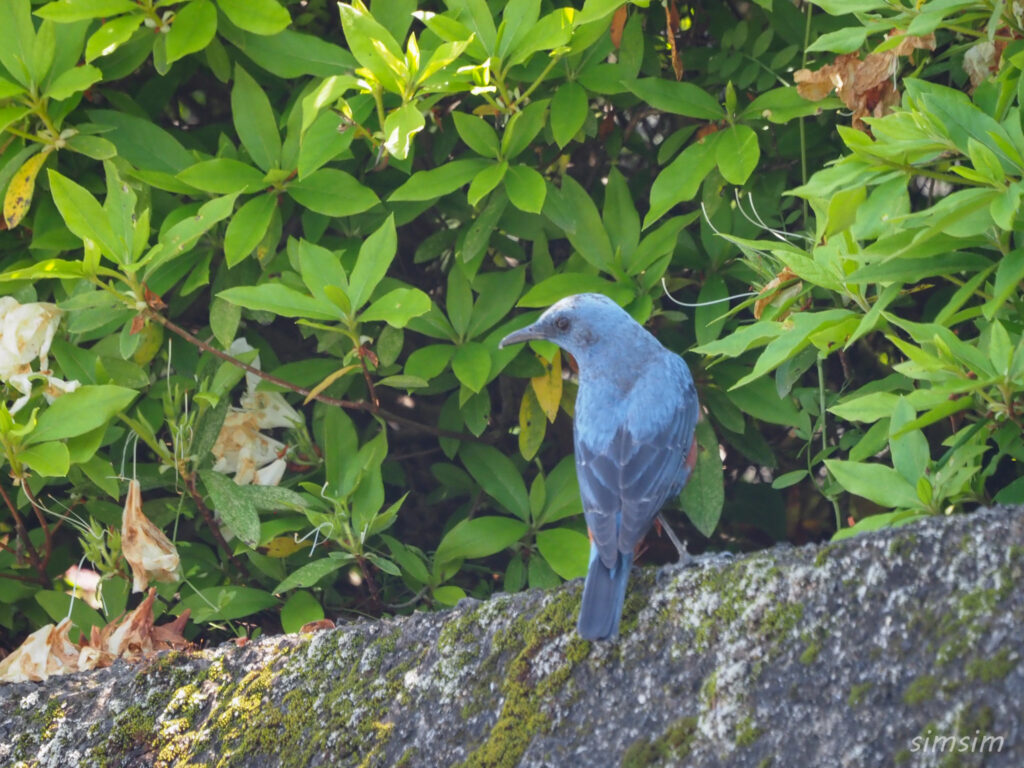 大阪イソヒヨドリ