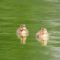 カルガモ雛2024