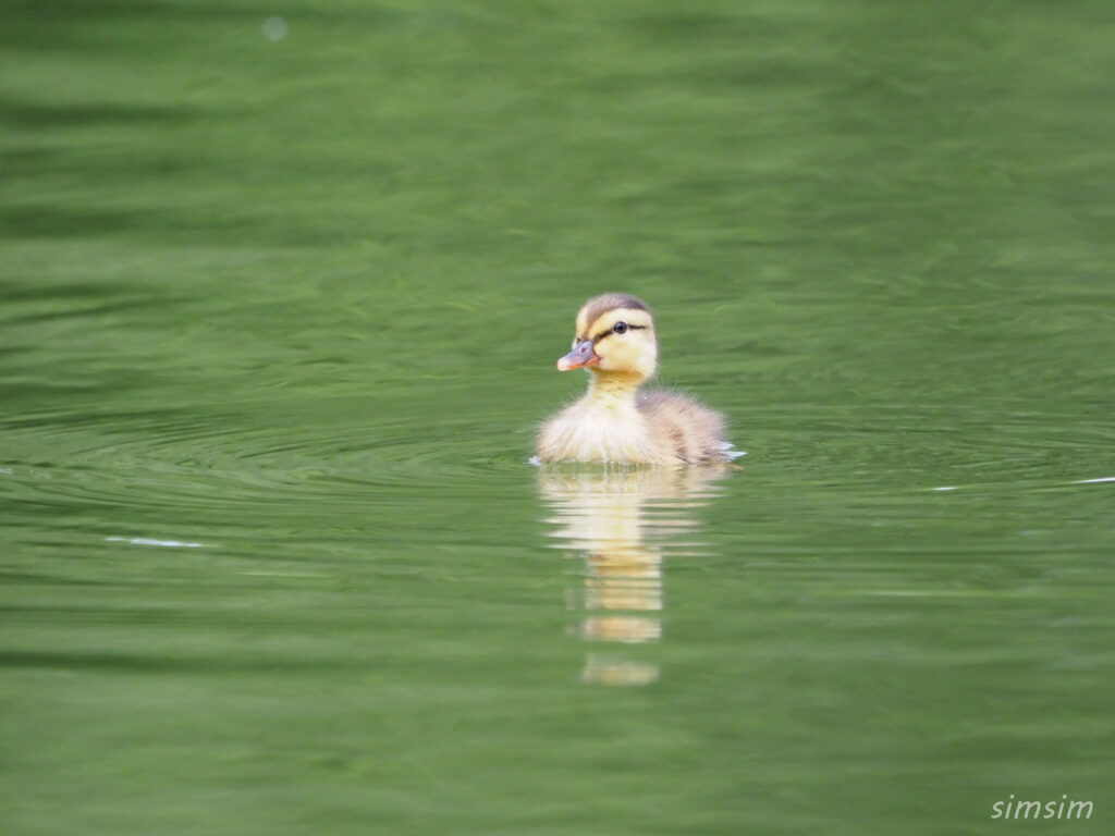 カルガモ雛2024