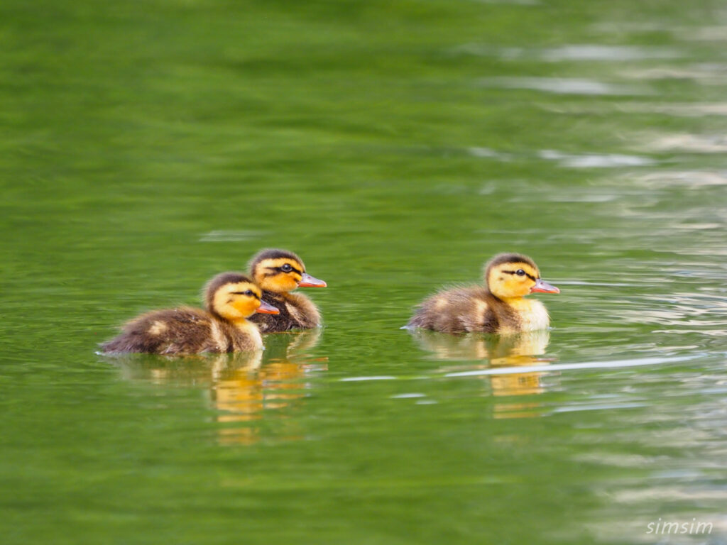カルガモ雛2024