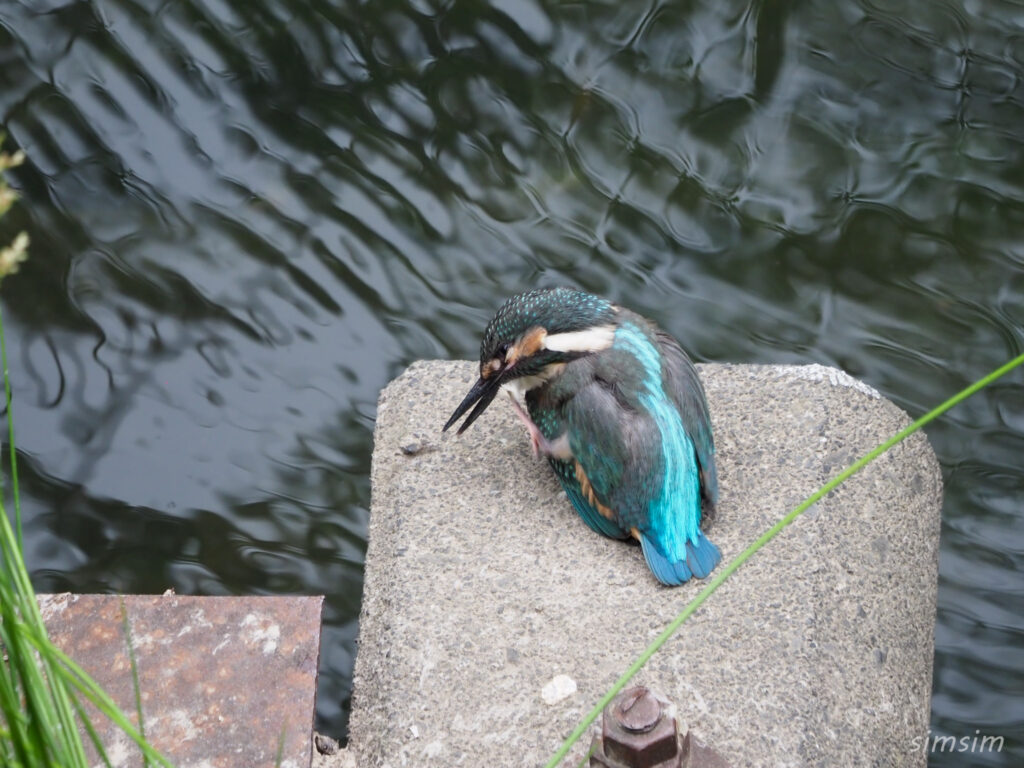 カワセミ幼鳥2024