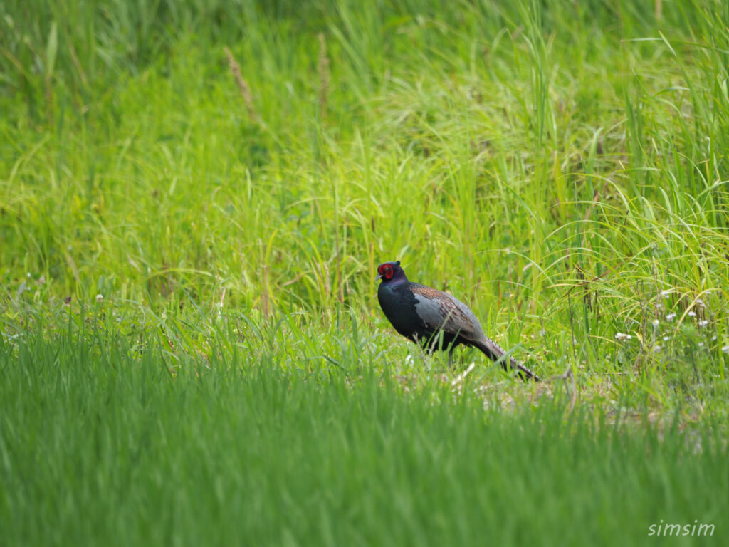 荒川河川敷 キジ