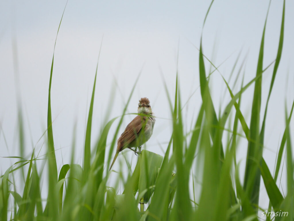 荒川河川敷 オオヨシキリ