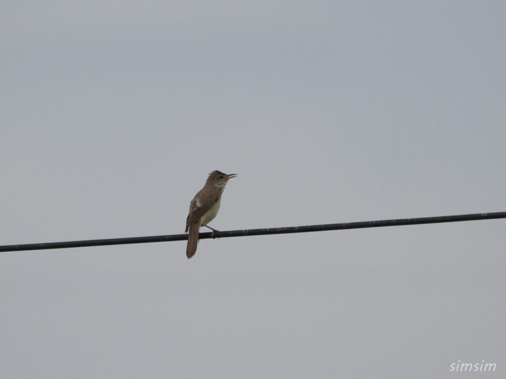 荒川河川敷 オオヨシキリ