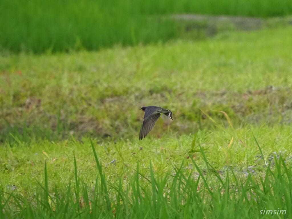 荒川河川敷 ツバメ