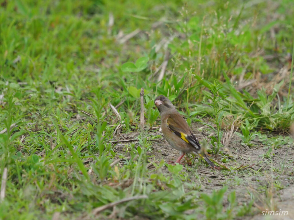荒川河川敷　カワラヒワ