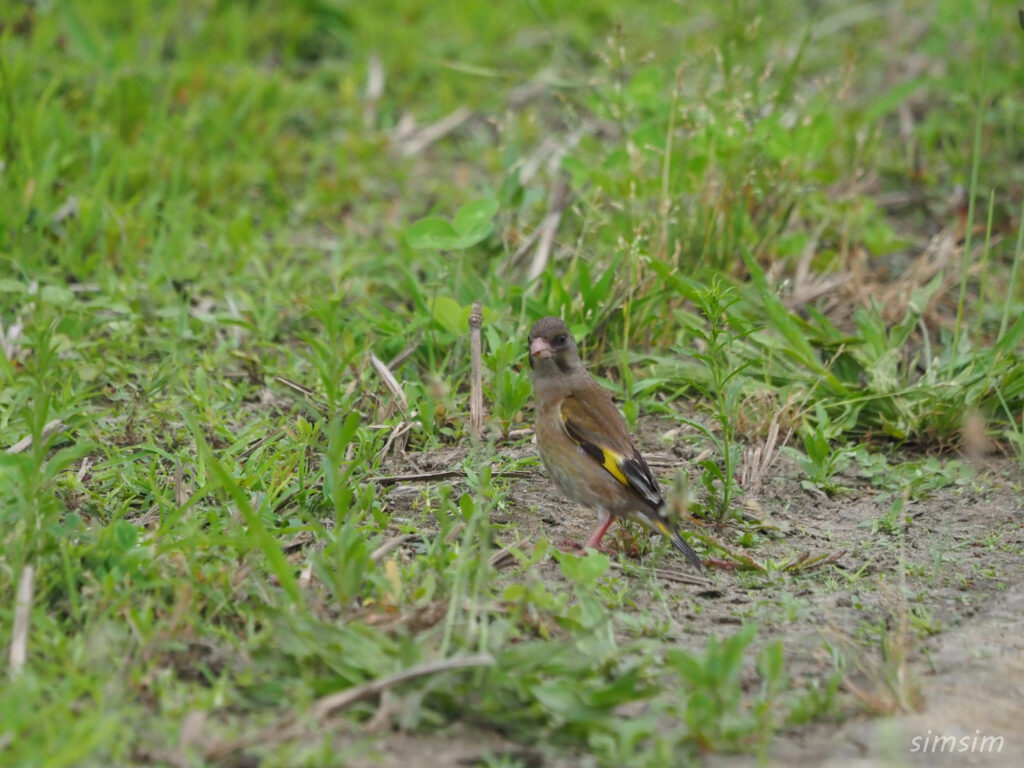 荒川河川敷　カワラヒワ