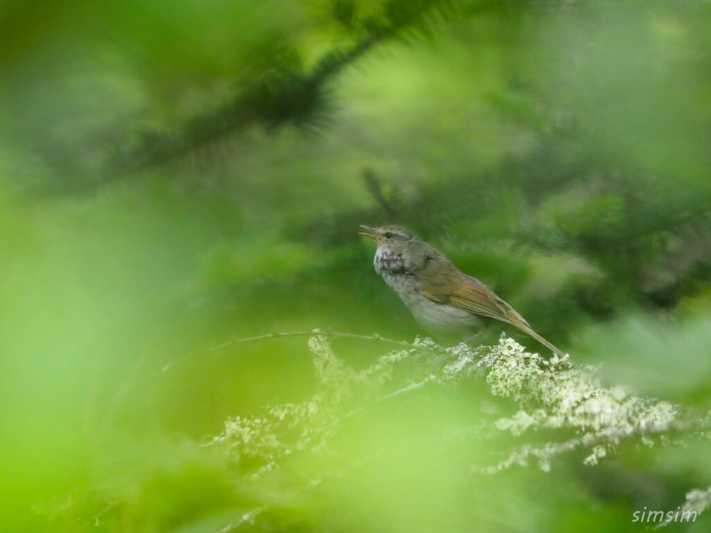 山梨　ウグイス