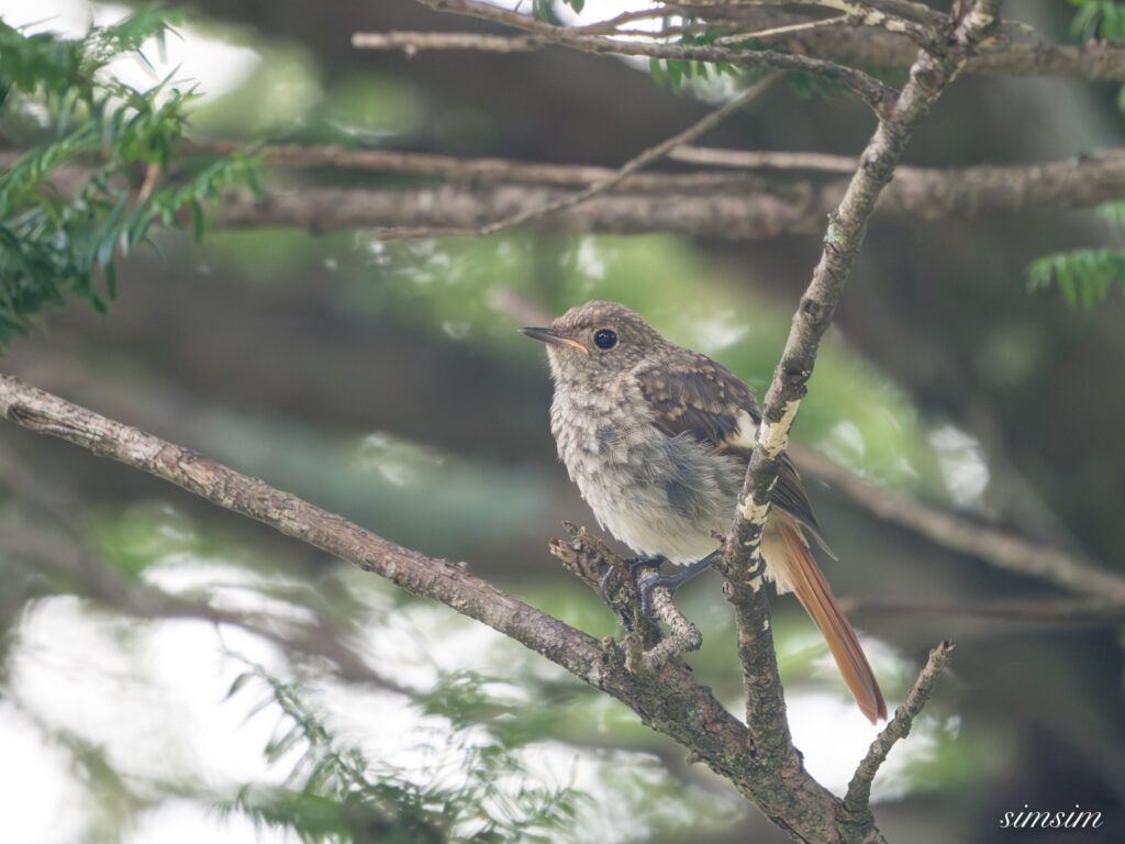 長野の高原ジョウビタキ