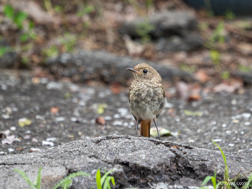 長野の高原ジョウビタキ