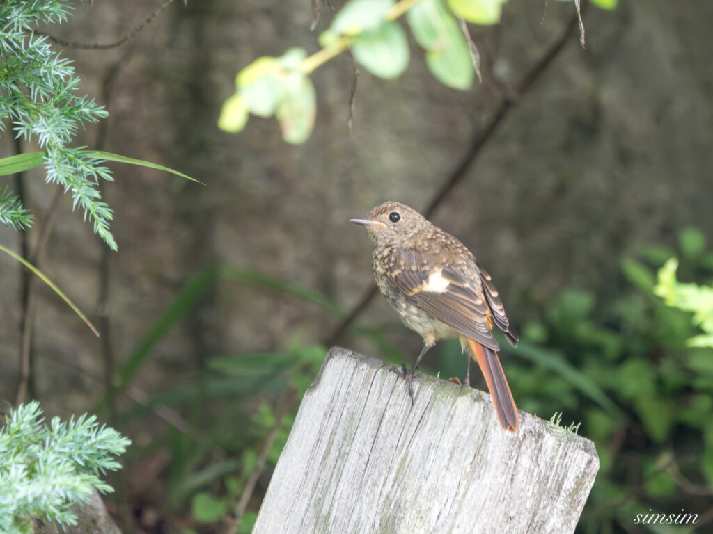 長野の高原ジョウビタキ