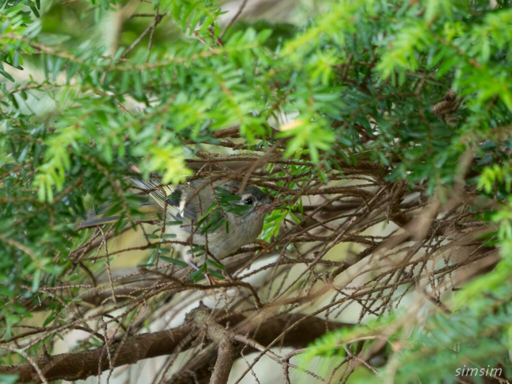 八ヶ岳キクイタダキ