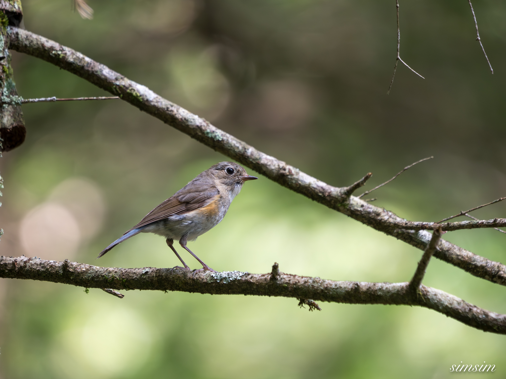 夏の八ヶ岳山麓は野鳥の宝庫！コマドリやルリビタキなどがあちこちで囀