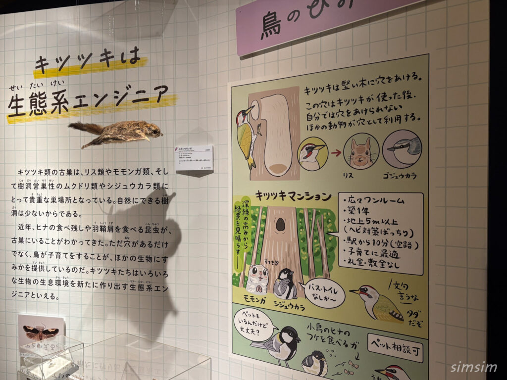 国立科学博物館　特別展「鳥」