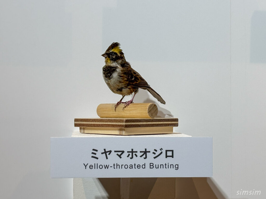 国立科学博物館　特別展「鳥」