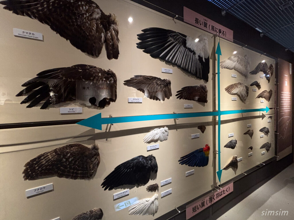 国立科学博物館　特別展「鳥」